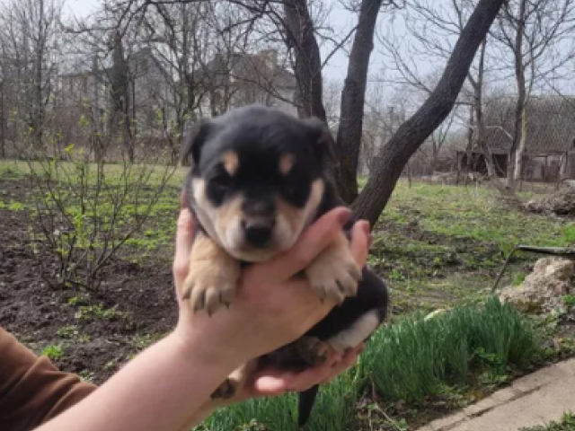 Цуценята, собака, цуцик, щеня