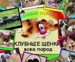 Клубные щенки разных пород