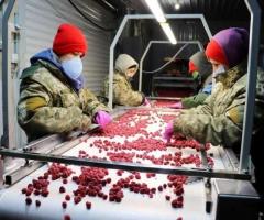 Холодильна та морозильна камери для Заморозки малини і суниці